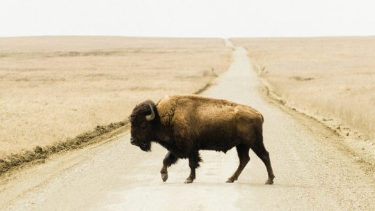 buffalo walks across a road