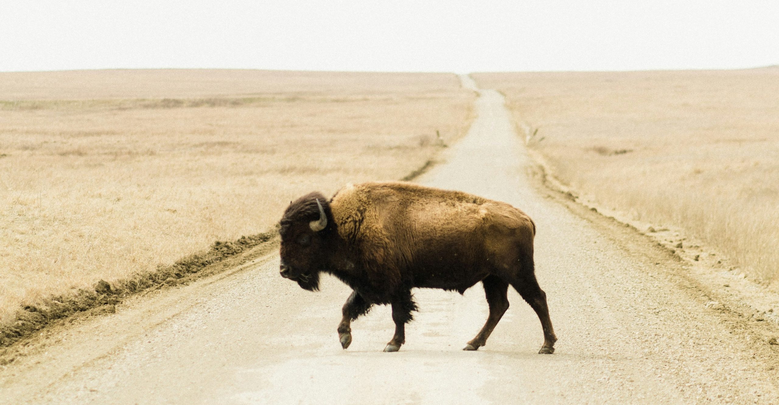 buffalo walks across a road