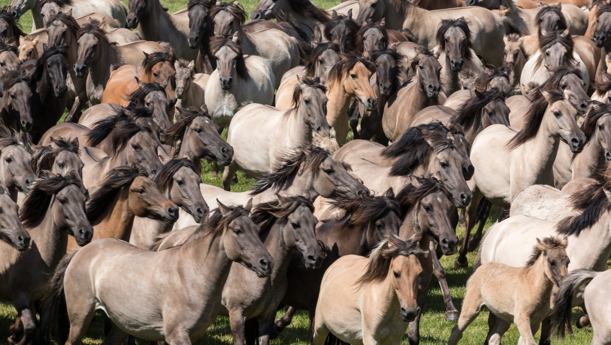 stampede of horses