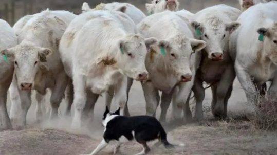 a small herding dog stands in front of several white cattle