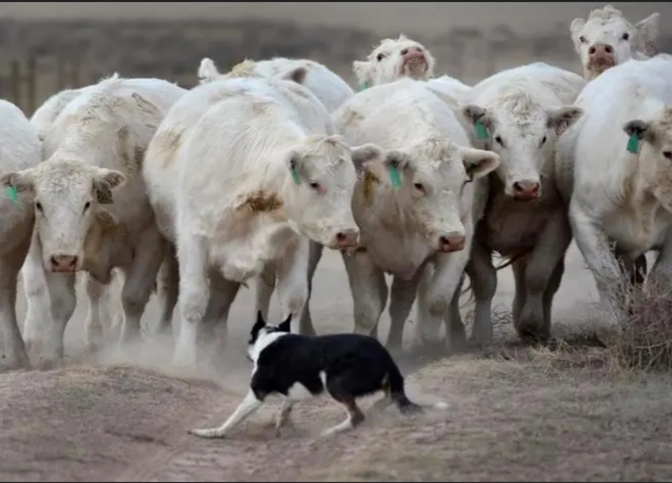 a small herding dog stands in front of several white cattle