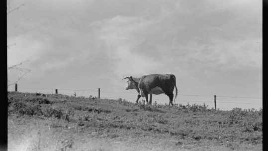 black and white film photo of a cow on a hill by a fence