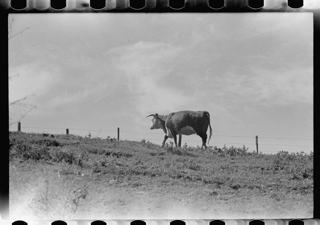 black and white film photo of a cow on a hill by a fence