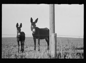 Two donkeys standing in a field.