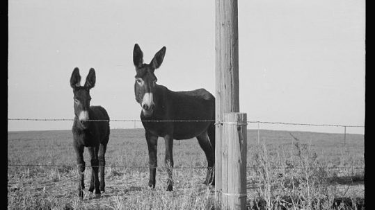 Two donkeys standing in a field.