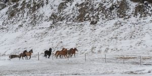 a herd of horses walking at the bottom of a snowy cliff
