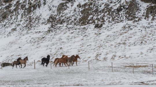 a herd of horses walking at the bottom of a snowy cliff