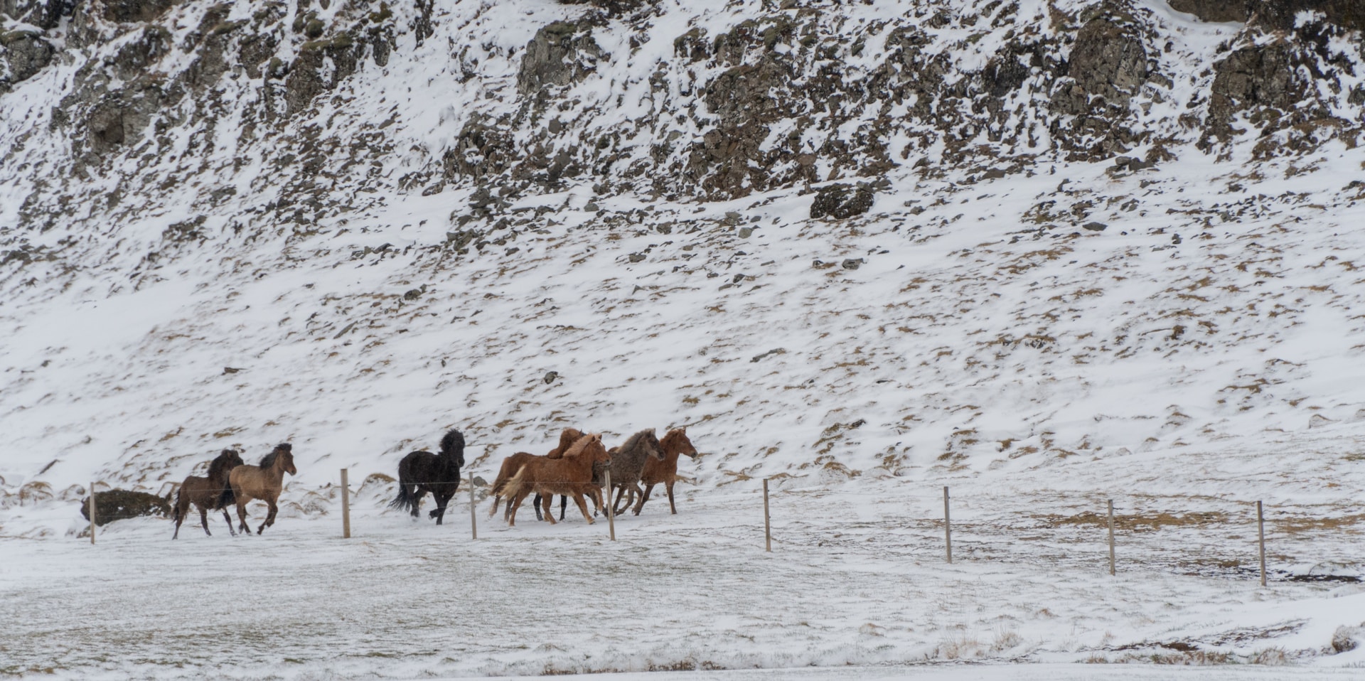 a herd of horses walking at the bottom of a snowy cliff