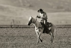 A man riding on the back of a white horse.